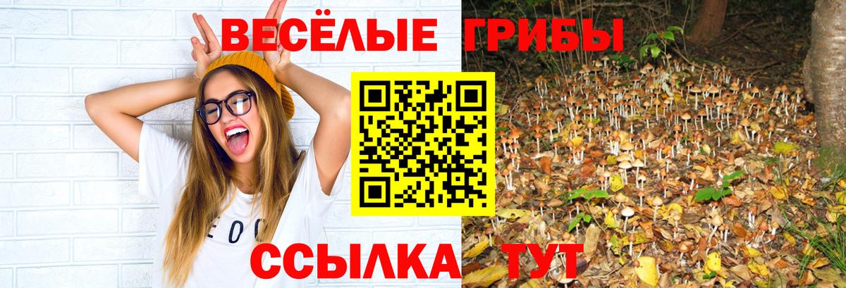 Псилоцибиновые грибы Cubensis Брянск